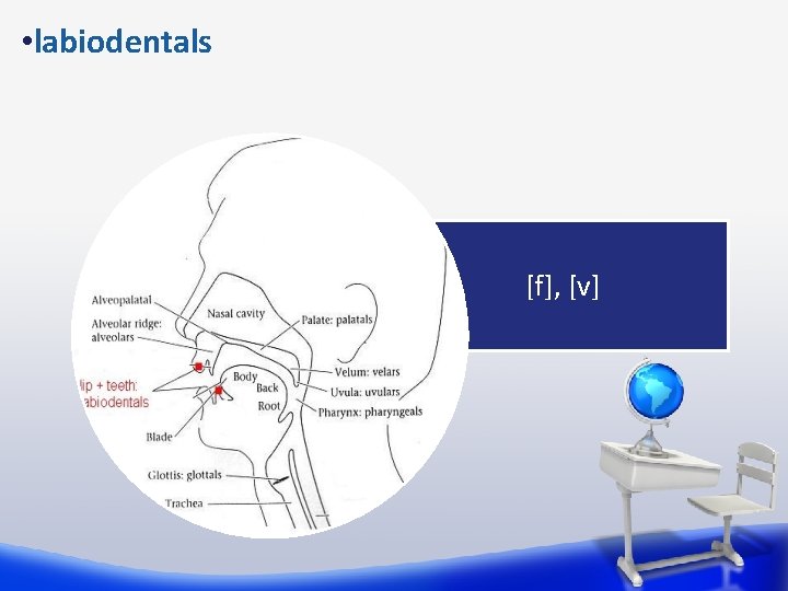  • labiodentals [f], [v] 