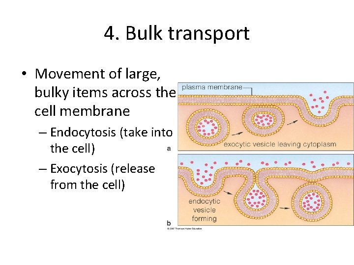 4. Bulk transport • Movement of large, bulky items across the cell membrane – 4. Bulk transport • Movement of large, bulky items across the cell membrane –