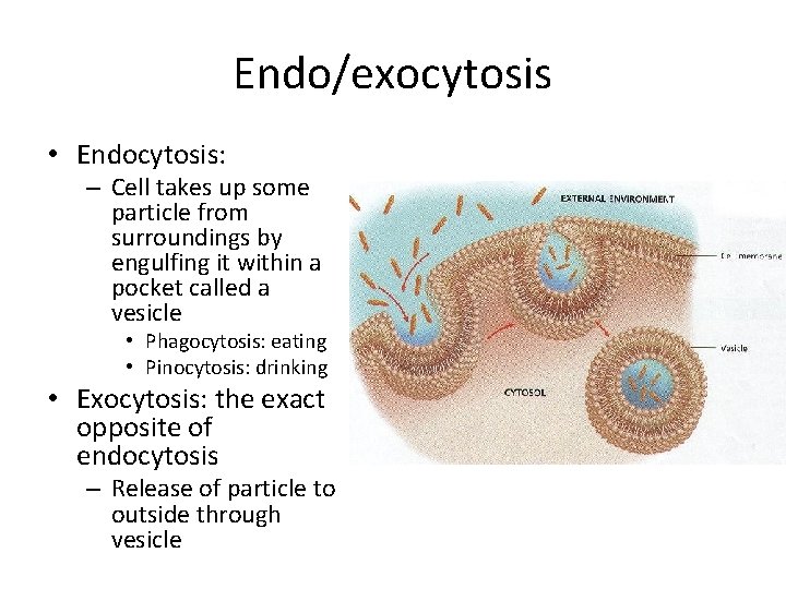 Endo/exocytosis • Endocytosis: – Cell takes up some particle from surroundings by engulfing it Endo/exocytosis • Endocytosis: – Cell takes up some particle from surroundings by engulfing it