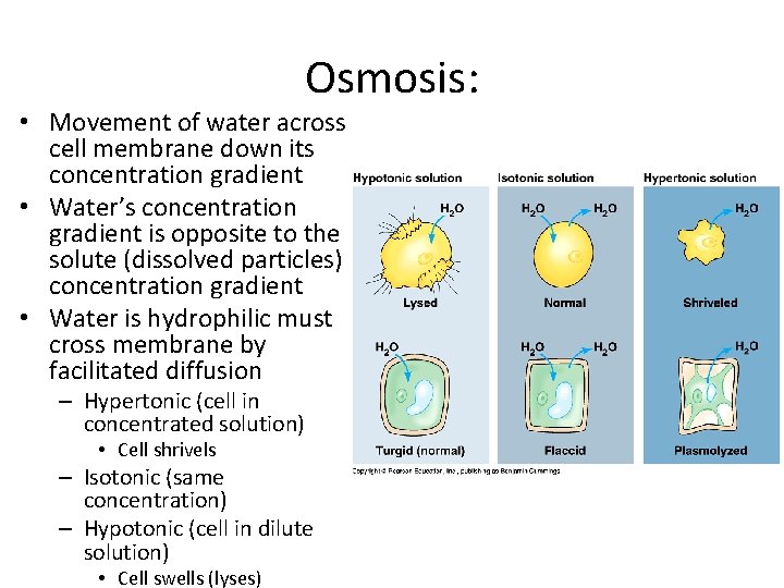 Osmosis: • Movement of water across cell membrane down its concentration gradient • Water’s Osmosis: • Movement of water across cell membrane down its concentration gradient • Water’s