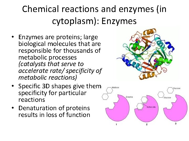 Chemical reactions and enzymes (in cytoplasm): Enzymes • Enzymes are proteins; large biological molecules Chemical reactions and enzymes (in cytoplasm): Enzymes • Enzymes are proteins; large biological molecules