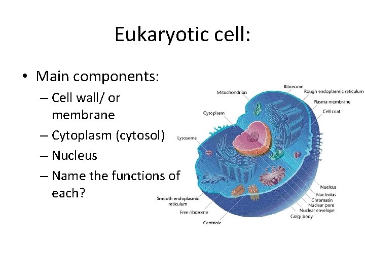 Eukaryotic cell: • Main components: – Cell wall/ or membrane – Cytoplasm (cytosol) – Eukaryotic cell: • Main components: – Cell wall/ or membrane – Cytoplasm (cytosol) –