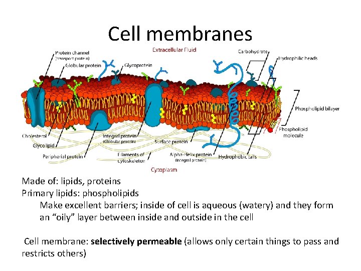 Cell membranes Made of: lipids, proteins Primary lipids: phospholipids Make excellent barriers; inside of Cell membranes Made of: lipids, proteins Primary lipids: phospholipids Make excellent barriers; inside of