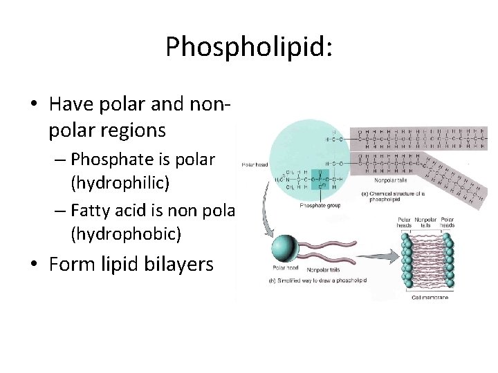 Phospholipid: • Have polar and nonpolar regions – Phosphate is polar (hydrophilic) – Fatty Phospholipid: • Have polar and nonpolar regions – Phosphate is polar (hydrophilic) – Fatty