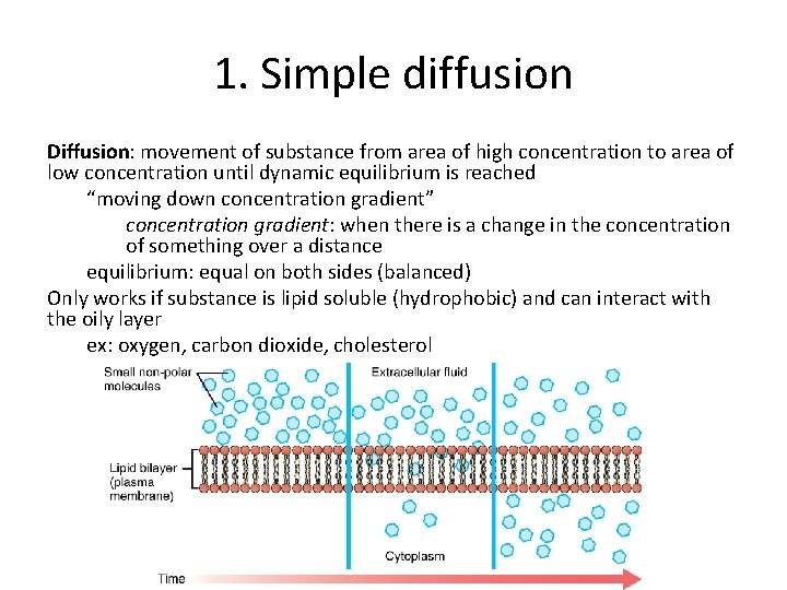 1. Simple diffusion Diffusion: movement of substance from area of high concentration to area 1. Simple diffusion Diffusion: movement of substance from area of high concentration to area