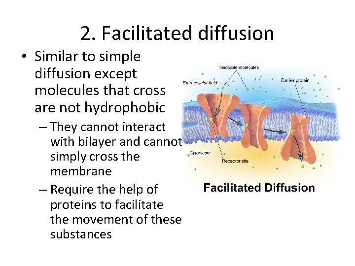 2. Facilitated diffusion • Similar to simple diffusion except molecules that cross are not 2. Facilitated diffusion • Similar to simple diffusion except molecules that cross are not