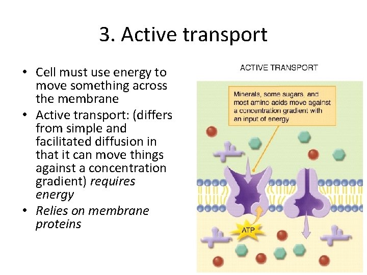 3. Active transport • Cell must use energy to move something across the membrane 3. Active transport • Cell must use energy to move something across the membrane