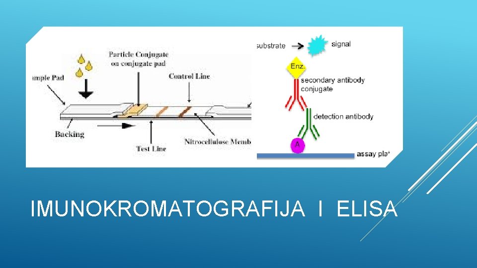 IMUNOKROMATOGRAFIJA I ELISA 