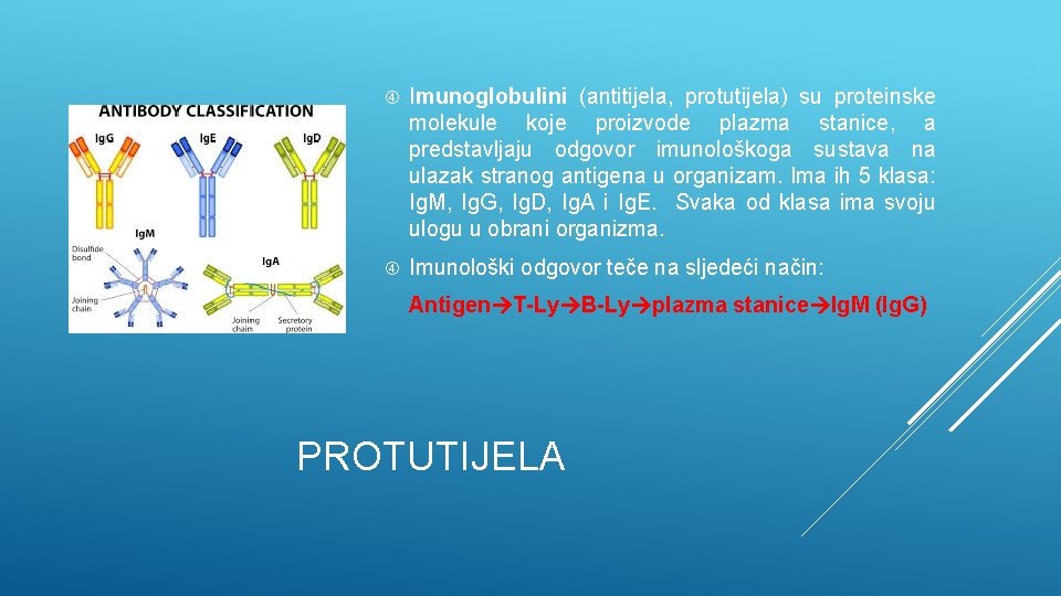  Imunoglobulini (antitijela, protutijela) su proteinske molekule koje proizvode plazma stanice, a predstavljaju odgovor