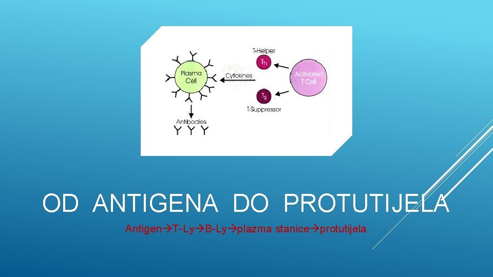 OD ANTIGENA DO PROTUTIJELA Antigen T-Ly B-Ly plazma stanice protutijela 