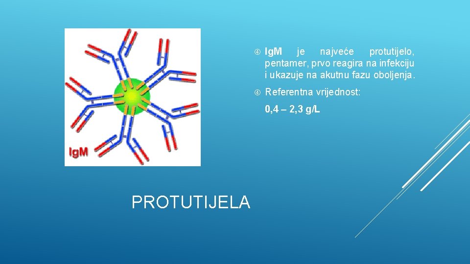  Ig. M je najveće protutijelo, pentamer, prvo reagira na infekciju i ukazuje na