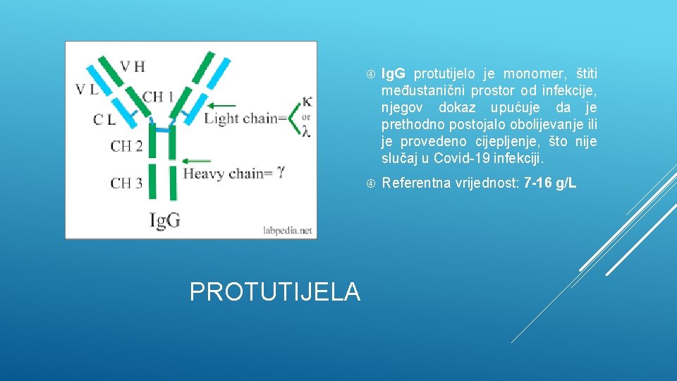 PROTUTIJELA Ig. G protutijelo je monomer, štiti međustanični prostor od infekcije, njegov dokaz upućuje