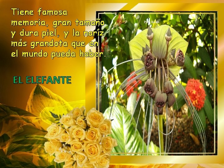 Tiene famosa memoria, gran tamaño y dura piel, y la naríz más grandota que