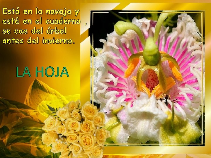 Está en la navaja y está en el cuaderno , se cae del árbol
