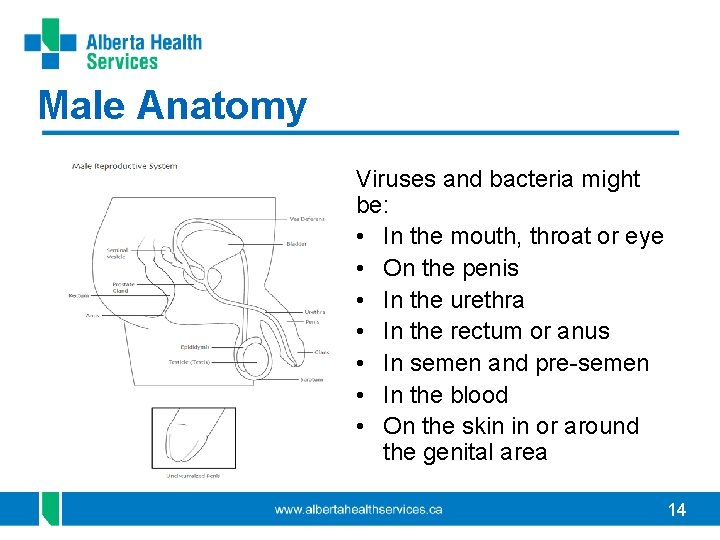 Male Anatomy Viruses and bacteria might be: • In the mouth, throat or eye Male Anatomy Viruses and bacteria might be: • In the mouth, throat or eye