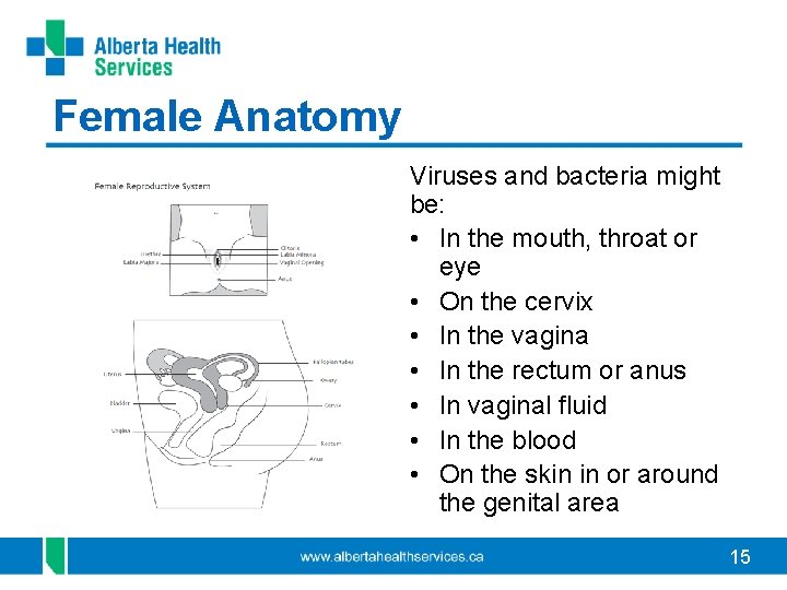 Female Anatomy Viruses and bacteria might be: • In the mouth, throat or eye Female Anatomy Viruses and bacteria might be: • In the mouth, throat or eye
