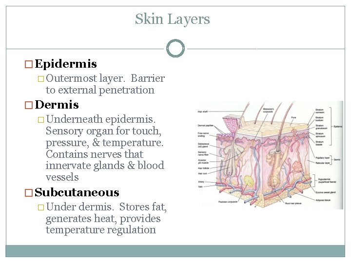 Skin Layers � Epidermis � Outermost layer. Barrier to external penetration � Dermis �