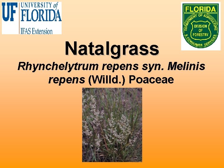 Natalgrass Rhynchelytrum repens syn. Melinis repens (Willd. ) Poaceae 