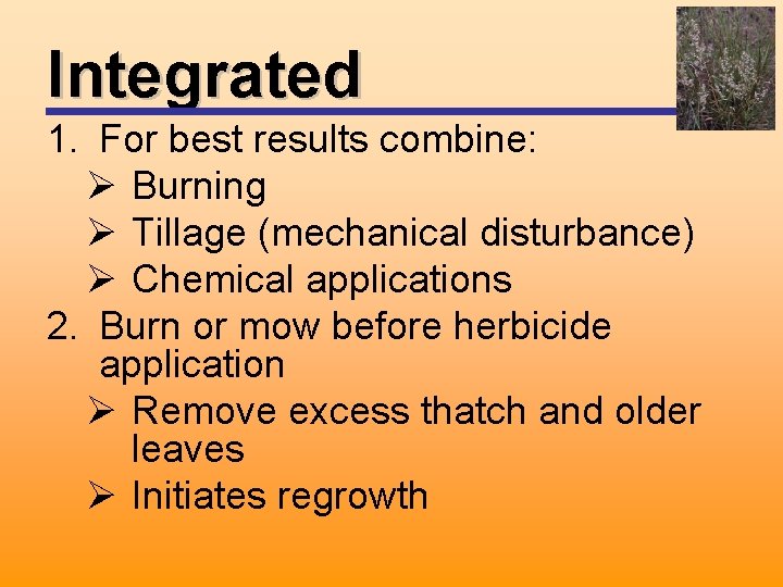 Integrated 1. For best results combine: Ø Burning Ø Tillage (mechanical disturbance) Ø Chemical