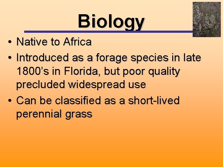 Biology • Native to Africa • Introduced as a forage species in late 1800’s