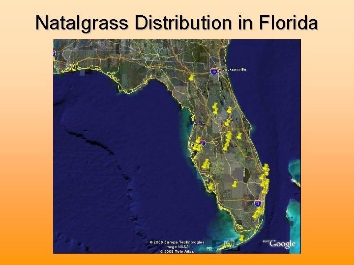 Natalgrass Distribution in Florida 