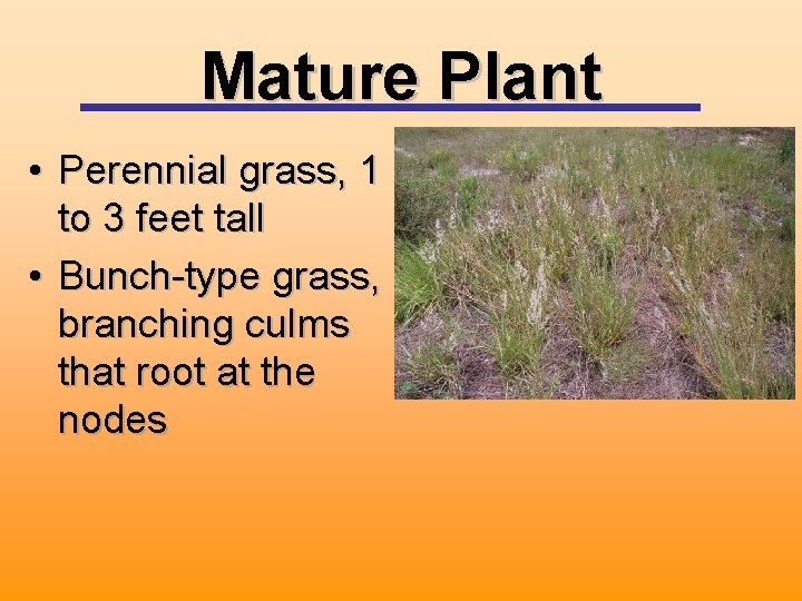 Mature Plant • Perennial grass, 1 to 3 feet tall • Bunch-type grass, branching