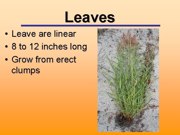 Leaves • • • Leave are linear 8 to 12 inches long Grow from