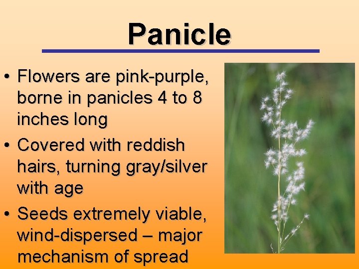 Panicle • Flowers are pink-purple, borne in panicles 4 to 8 inches long •