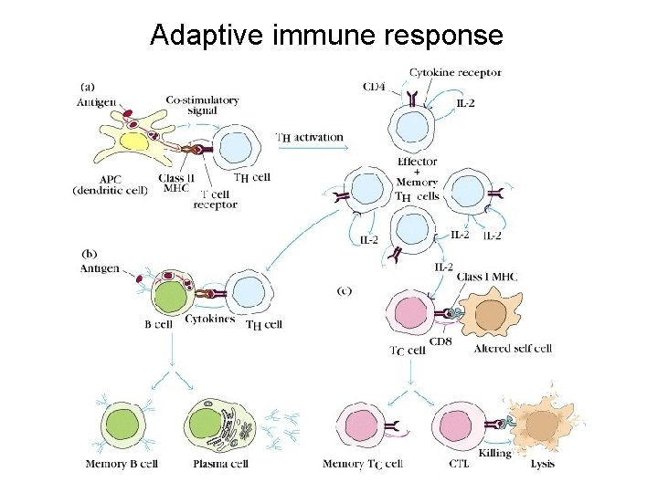 Overview of the Immune System Zoran Galic Ph