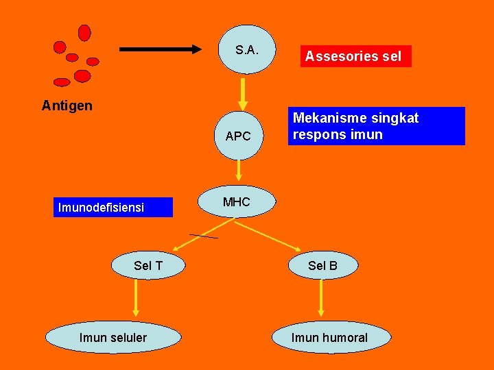S. A. Antigen APC Imunodefisiensi Sel T Imun seluler Assesories sel Mekanisme singkat respons