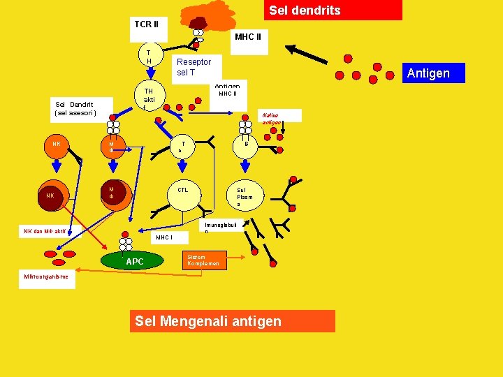 Sel dendrits TCR II MHC II T H NK Antigen TH akti f Sel