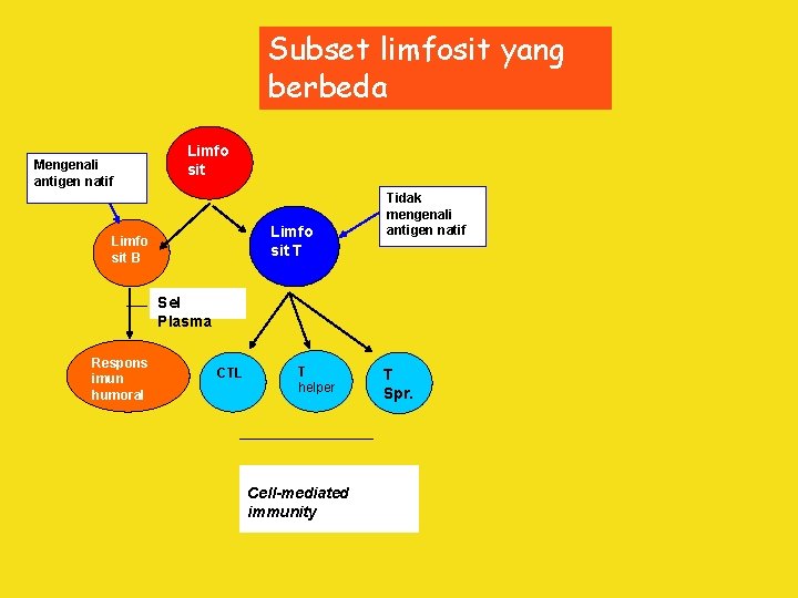 Subset limfosit yang berbeda Mengenali antigen natif Limfo sit T Limfo sit B Tidak