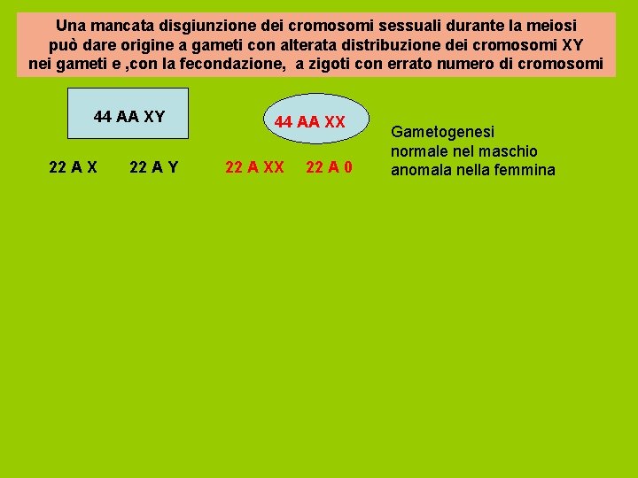 Una mancata disgiunzione dei cromosomi sessuali durante la meiosi può dare origine a gameti
