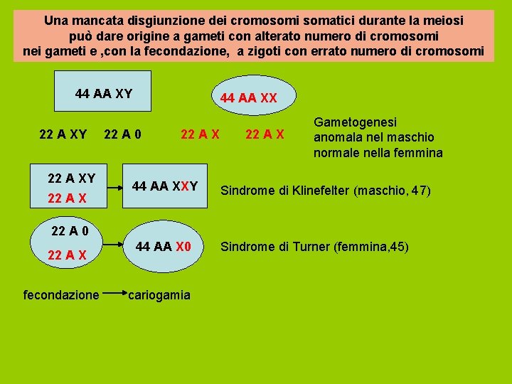 Una mancata disgiunzione dei cromosomi somatici durante la meiosi può dare origine a gameti