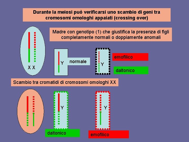 Durante la meiosi può verificarsi uno scambio di geni tra cromosomi omologhi appaiati (crossing