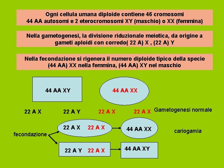 Ogni cellula umana diploide contiene 46 cromosomi 44 AA autosomi e 2 eterocromosomi XY