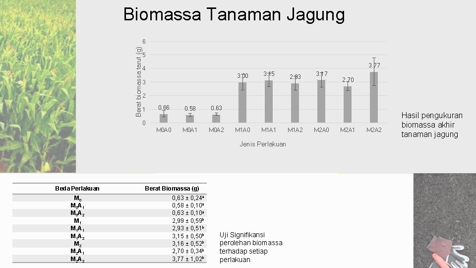 Biomassa Tanaman Jagung Berat biomassa tarut (g) 6 5 3. 77 4 3. 00