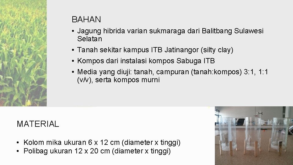 BAHAN • Jagung hibrida varian sukmaraga dari Balitbang Sulawesi Selatan • Tanah sekitar kampus