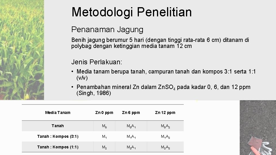 Metodologi Penelitian Penanaman Jagung Benih jagung berumur 5 hari (dengan tinggi rata-rata 6 cm)