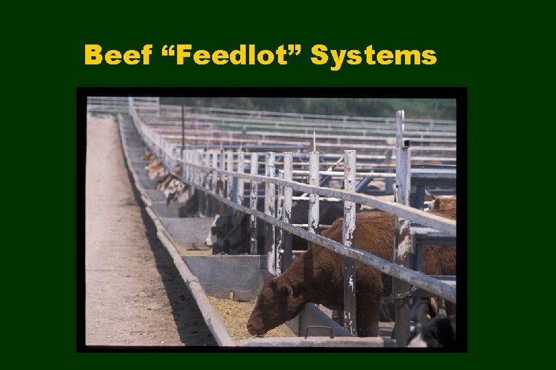 Beef “Feedlot” Systems 