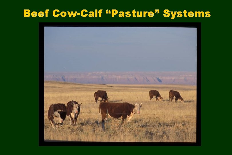 Beef Cow-Calf “Pasture” Systems 