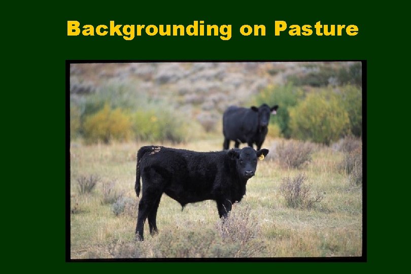 Backgrounding on Pasture 