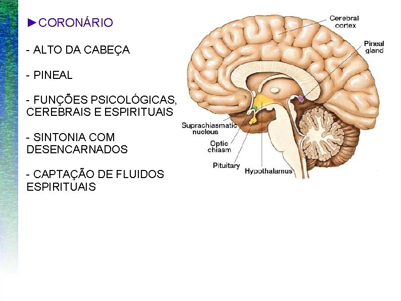 ►CORONÁRIO - ALTO DA CABEÇA - PINEAL - FUNÇÕES PSICOLÓGICAS, CEREBRAIS E ESPIRITUAIS -