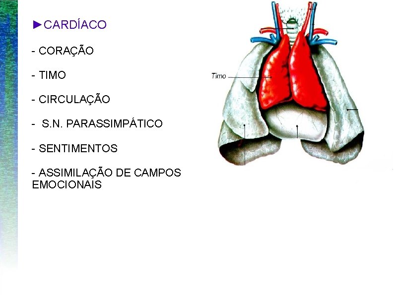 ►CARDÍACO - CORAÇÃO - TIMO - CIRCULAÇÃO - S. N. PARASSIMPÁTICO - SENTIMENTOS -