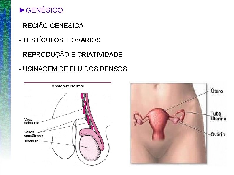 ►GENÉSICO - REGIÃO GENÉSICA - TESTÍCULOS E OVÁRIOS - REPRODUÇÃO E CRIATIVIDADE - USINAGEM