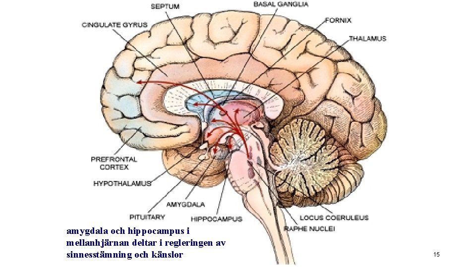 amygdala och hippocampus i mellanhjärnan deltar i regleringen av sinnesstämning och känslor 15 amygdala och hippocampus i mellanhjärnan deltar i regleringen av sinnesstämning och känslor 15