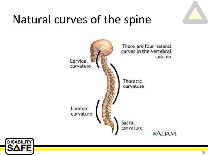 Natural curves of the spine 38 