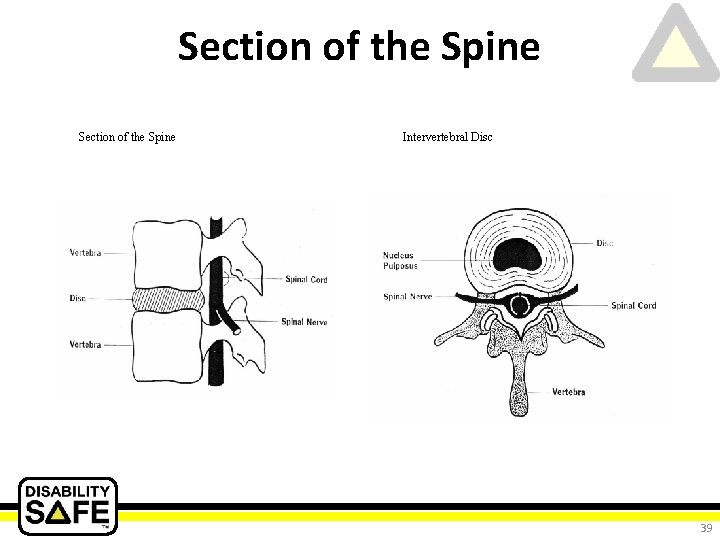 Section of the Spine Intervertebral Disc 39 
