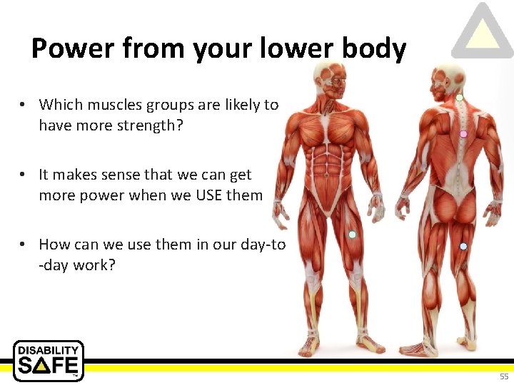 Power from your lower body • Which muscles groups are likely to have more