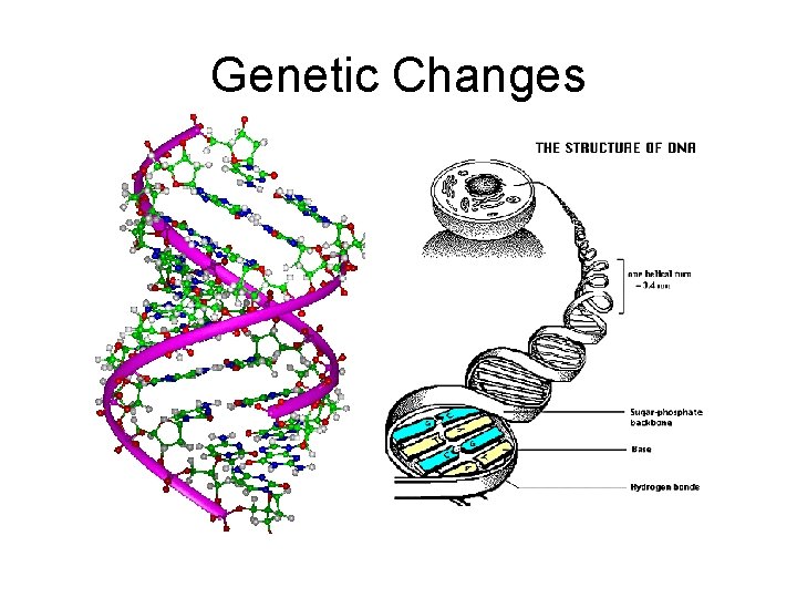 Genetic Changes 